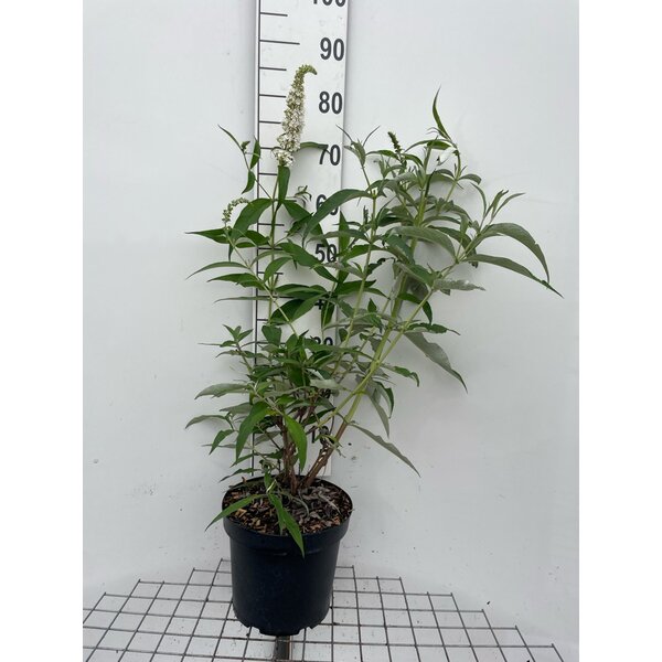 Buddleja d. 'White Profusion' - 7,5L