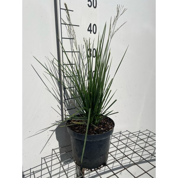 Deschampsia cespitosa - 3,0L