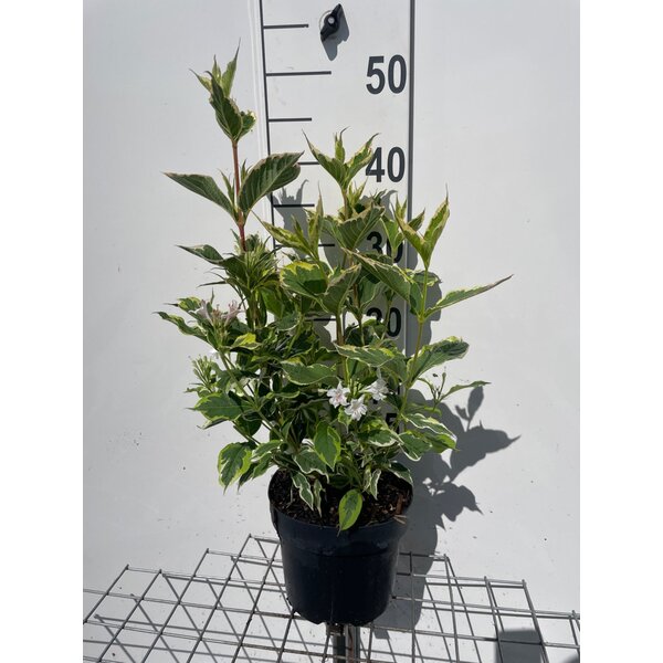 Weigela 'Nana Variegata' - 3,0L