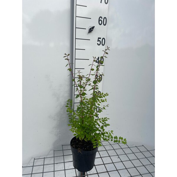 Symphoricarpos chenaultii - 1,3L 30+
