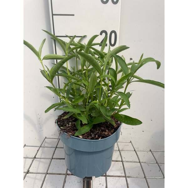 Cistus purpureus 'Alan Fradd' - 2,0L