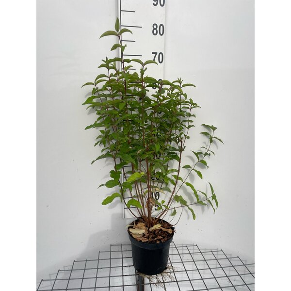 Deutzia scabra 'Plena' - 3,0L 60+