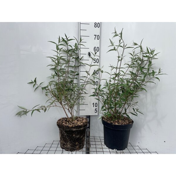 Buddleja d. 'Border Beauty' - 7,5L