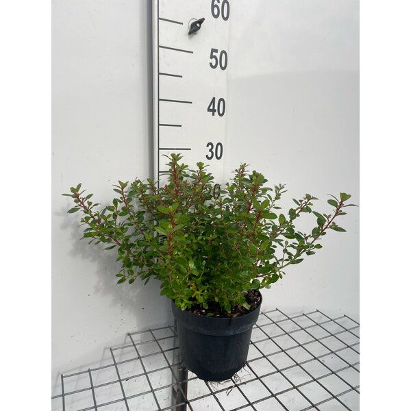 Escallonia 'Red Dream' - 3,0L 20+