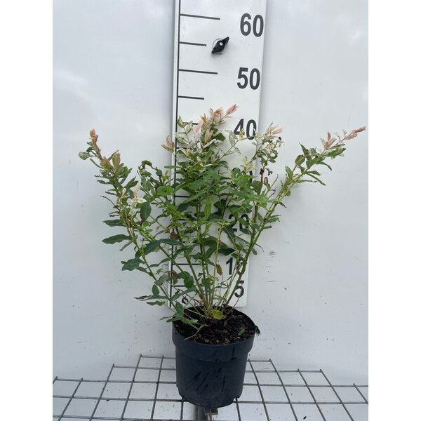 Salix integra 'Hakuro-nishiki' - 2,0L 40+