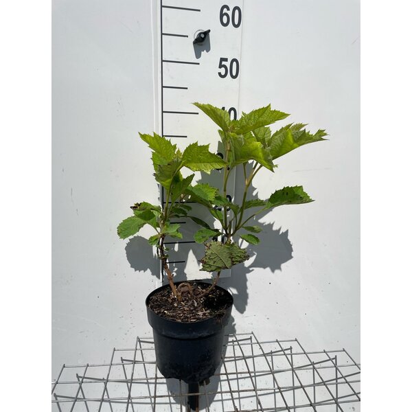 Hydrangea querc. Snow Queen - 3,0L