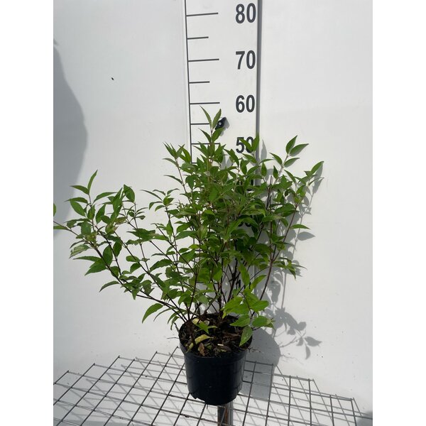 Deutzia lemoinei - 3,0L 40+