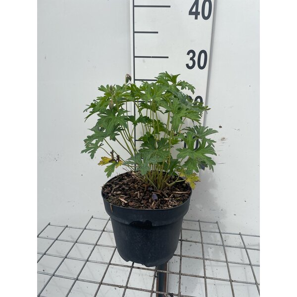 Geranium 'Johnson's Blue' - 3,0L