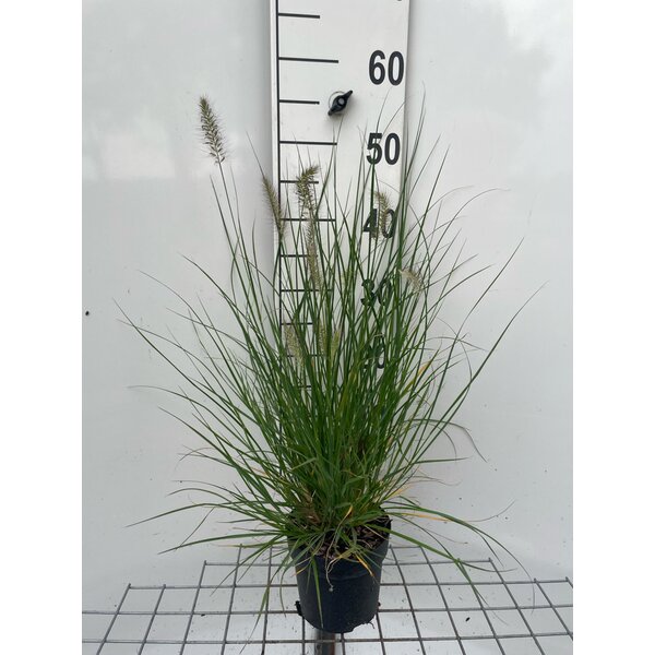 Pennisetum al. 'Hameln' - 1,3L