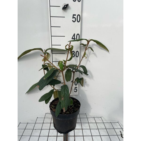 Viburnum rhytidophyllum - 3,0L 30+