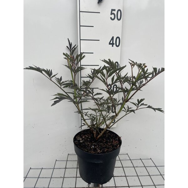 Sambucus nigra Black Lace - 3,0L