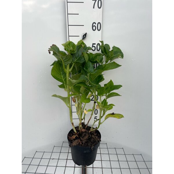 Hydrangea m. 'Blaumeise' - 3,0L 40+