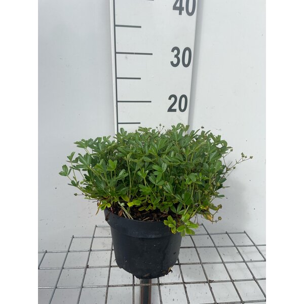 Potentilla tridentata 'Nuuk' - 3,0L
