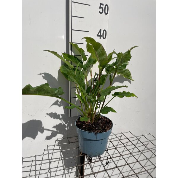 Persicaria a. 'Speciosa' - 2,0L