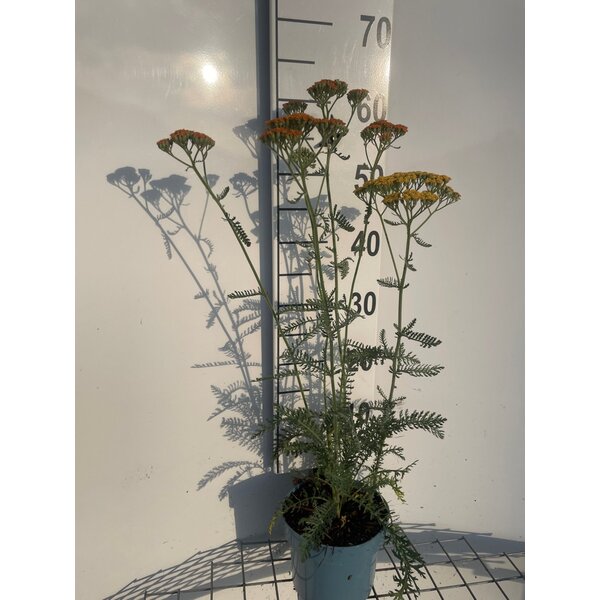 Achillea 'Terracotta' - 2,0L