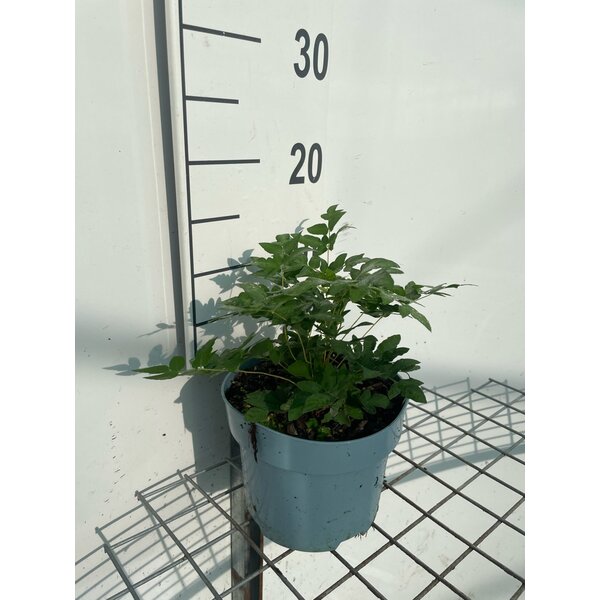 Osmunda regalis - 2,0L