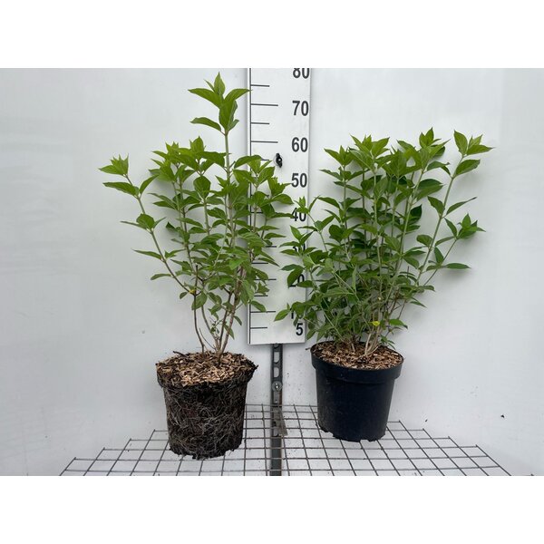 Hydrangea pan. 'Limelight' - 7,5L