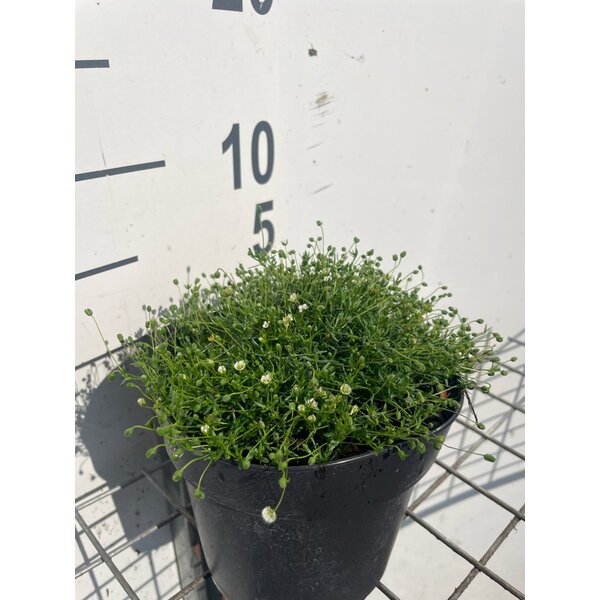 Sagina subulata - 1,3L