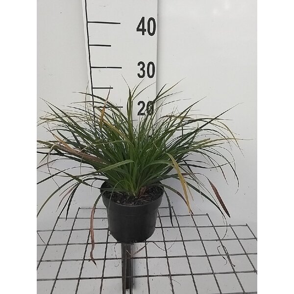 Carex morrowii - 2,0L