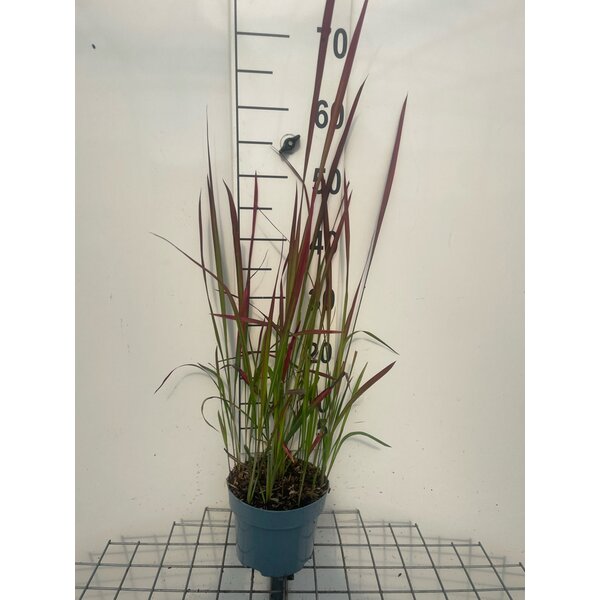 Imperata cylindrica 'Red Baron' - 2,0L