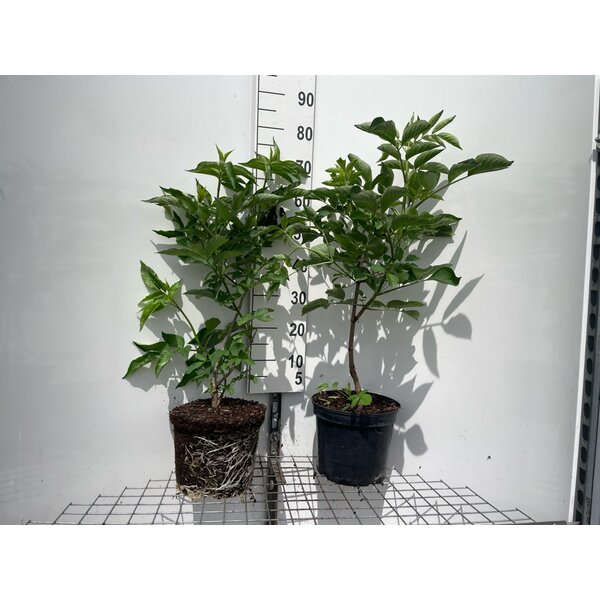 Sambucus nigra - 7,5L