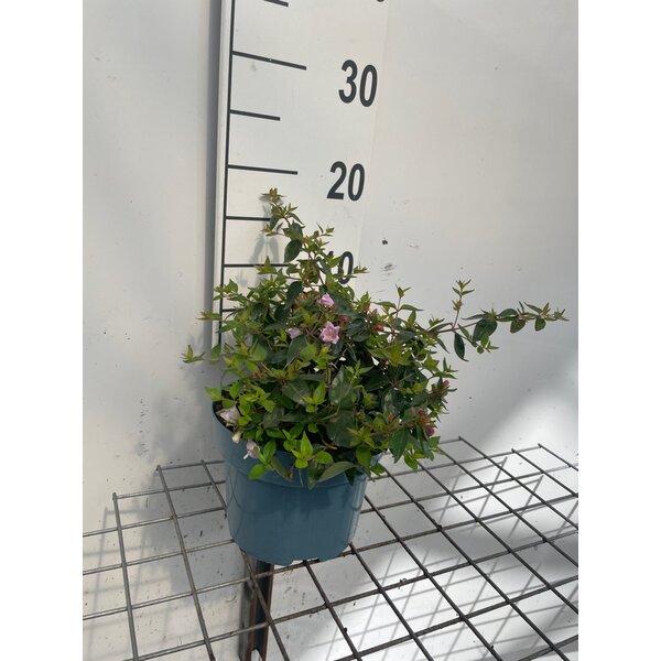 Abelia 'Edward Goucher' - 2,0L
