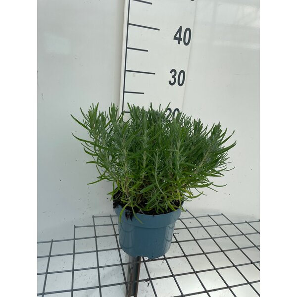 Lavandula ang. 'Dwarf Blue' - 2,0L