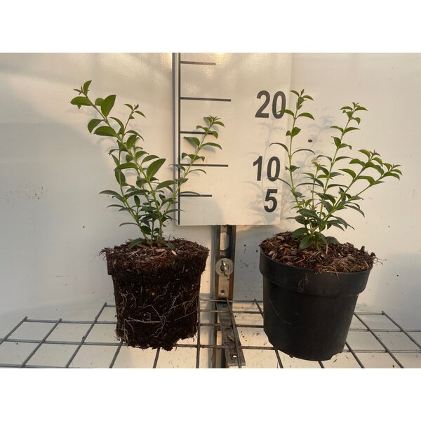 Osmanthus burkwoodii - 1,3L