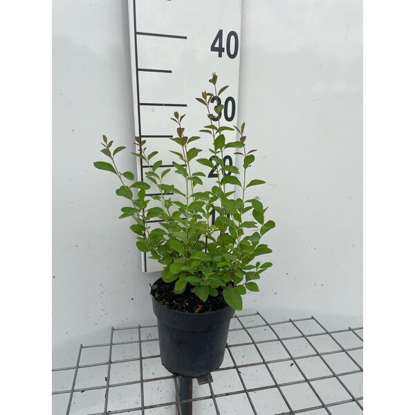 Symphoricarpos d. 'White Hedge' - 1,3L