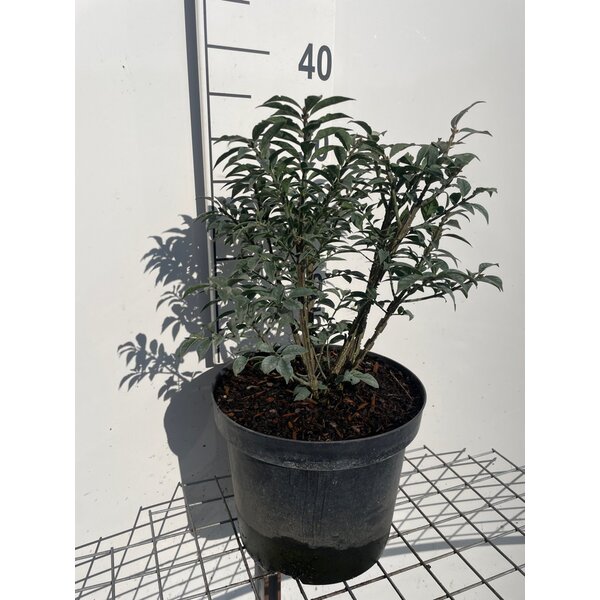 Euonymus alat. 'Compactus' - 7,5L