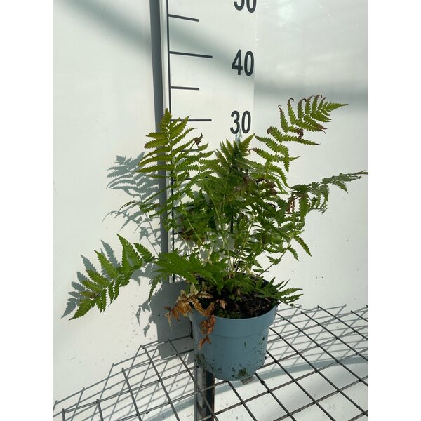 Matteuccia struthiopteris - 2,0L