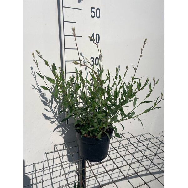 Gaura lindheimeri - 2,0L