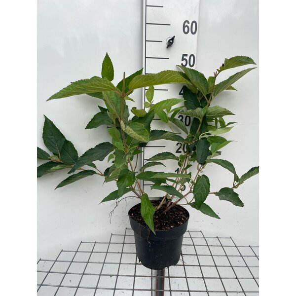 Viburnum plic. 'Mariesii' - 3,0L 40+
