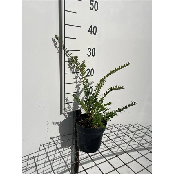 Lonicera nit. 'Elegant' - 1,3L 20+