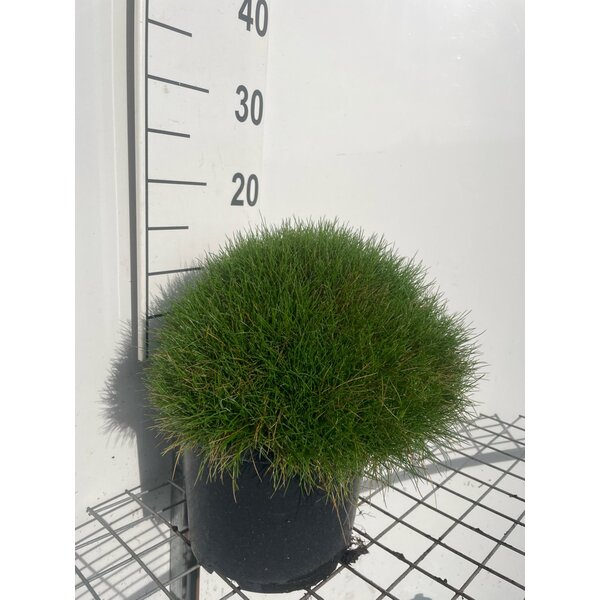 Festuca gautieri 'Pic Carlit' - 5,0L