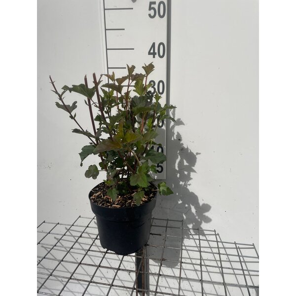 Physocarpus opulif. 'Diabolo' - 3,0L