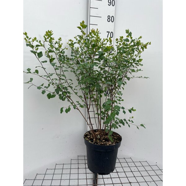 Spiraea vanhouttei - 7,5L