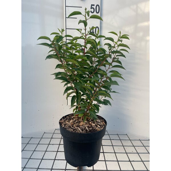 Prunus lusitanica 'Angustifolia' - 3,0L 40+
