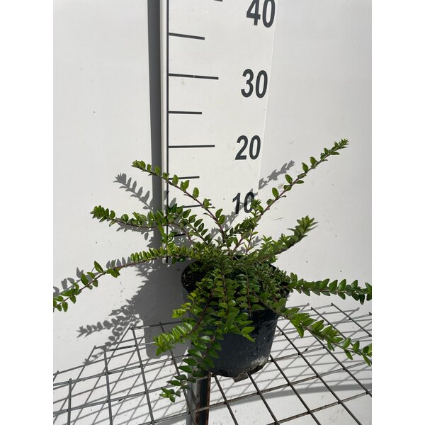 Lonicera nit. 'Maigrün' - 2,0L