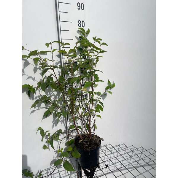 Deutzia hybrida 'Mont Rose' - 3,0L 60+