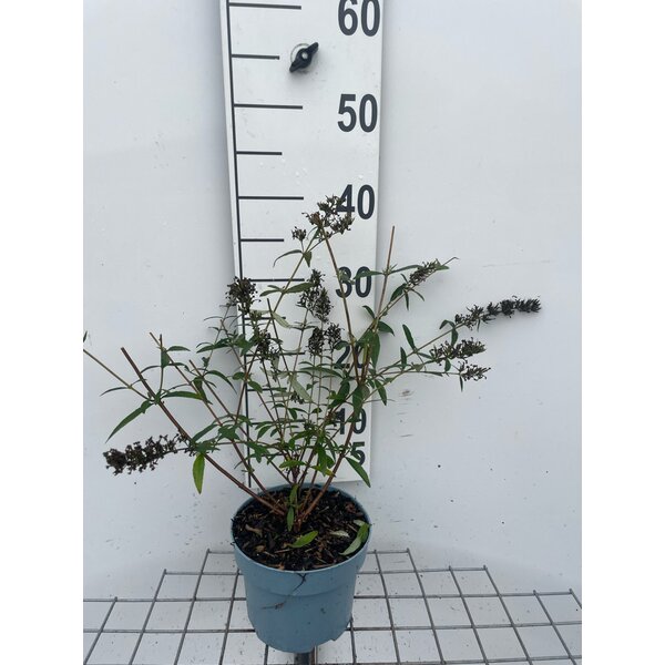 Buddleja d. 'Border Beauty' - 2,0L