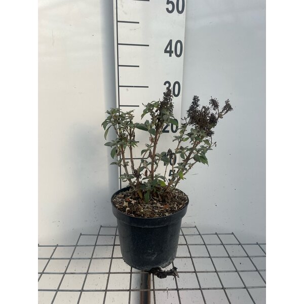 Buddleja d. Butt. Candy Little Cerise - 3,0L