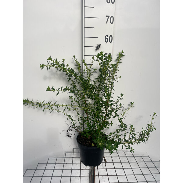 Escallonia 'Red Elf' - 3,0L 40+