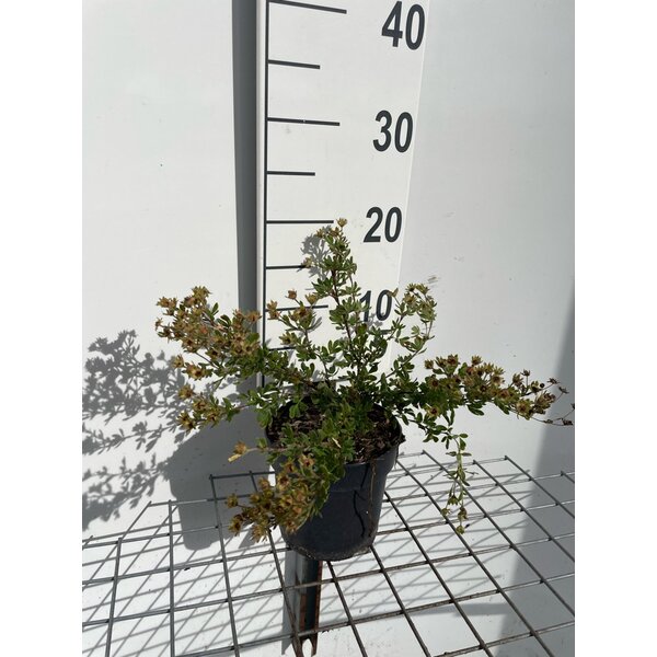 Potentilla f. 'Abbotswood' - 1,3L