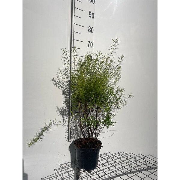 Spiraea thunbergii - 3,0L 60+