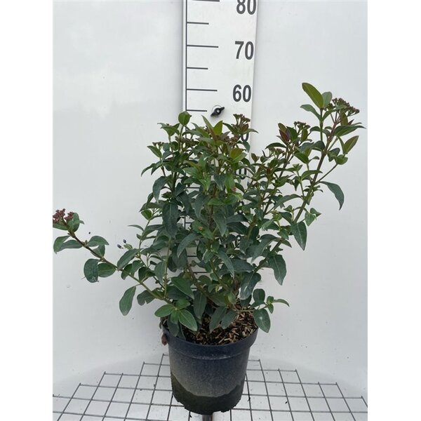 Viburnum tinus 'Purpureum' - 7,5L 50+