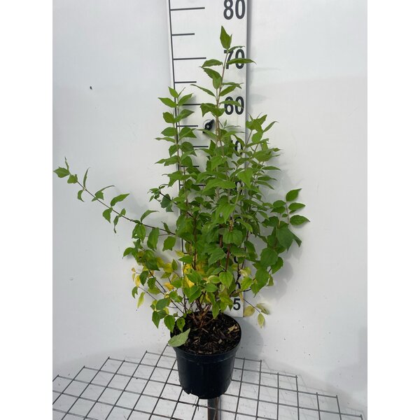 Philadelphus 'Belle Etoile' - 3,0L 60+