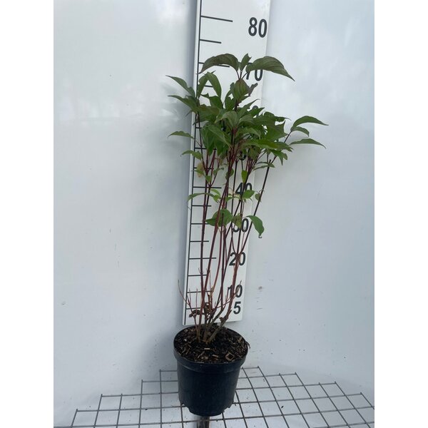 Cornus alba 'Kesselringii' - 3,0L 60+
