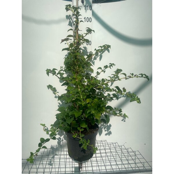 Hydrangea anomala petiolaris - 12L 100+