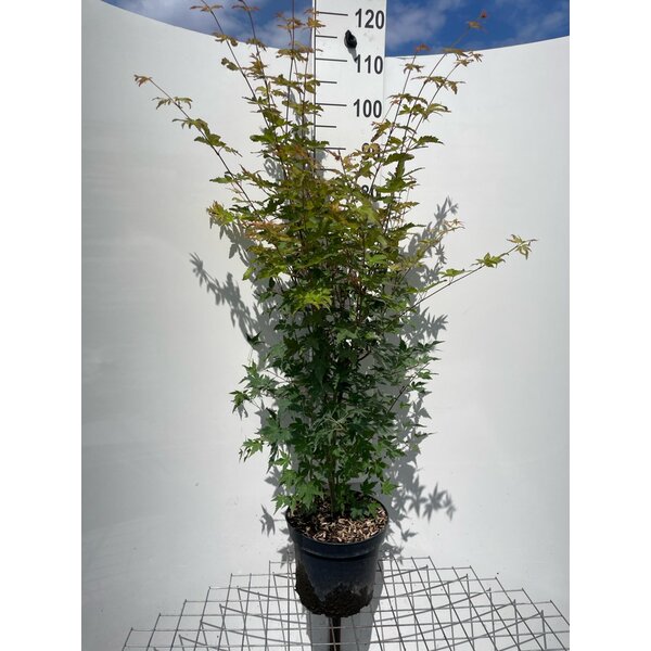 Acer palmatum - 7,5L 100+